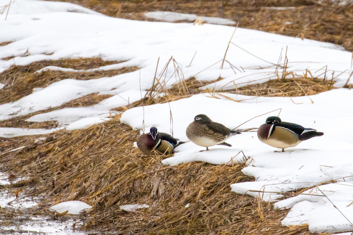 Wood Duck - John Reynolds