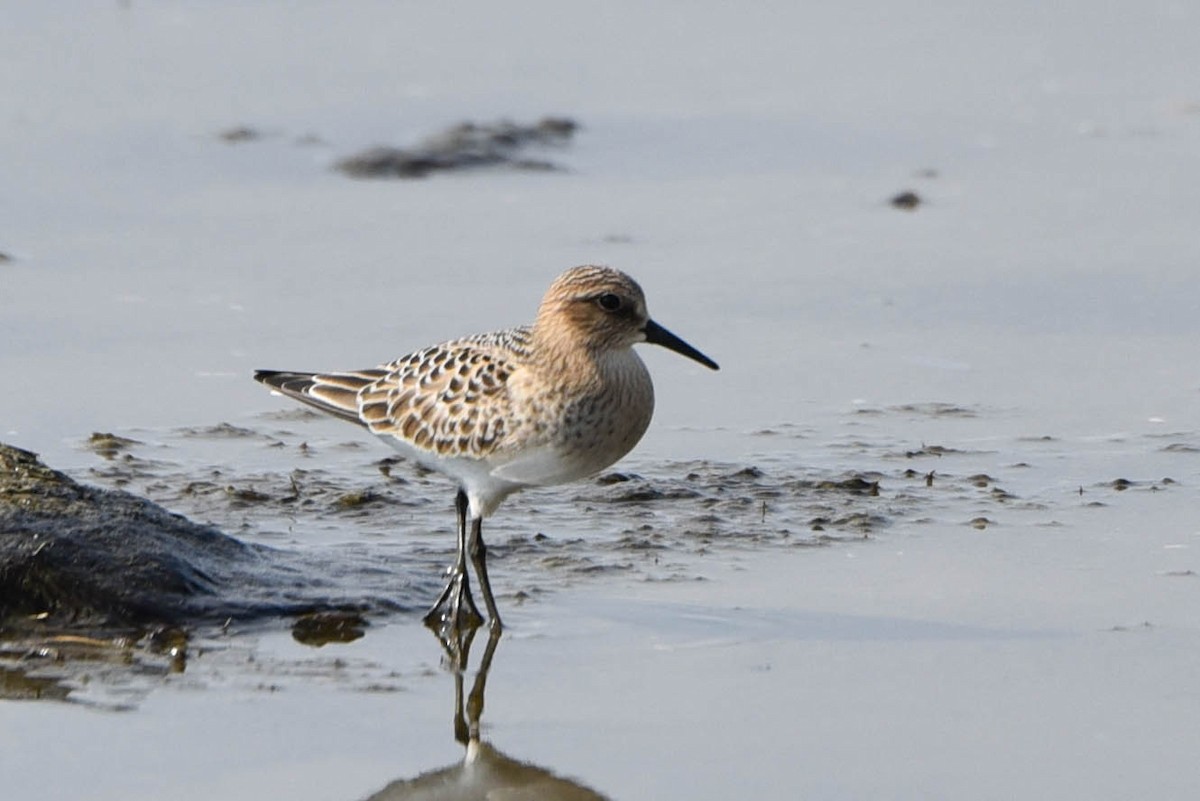 Baird's Sandpiper - ML479998361