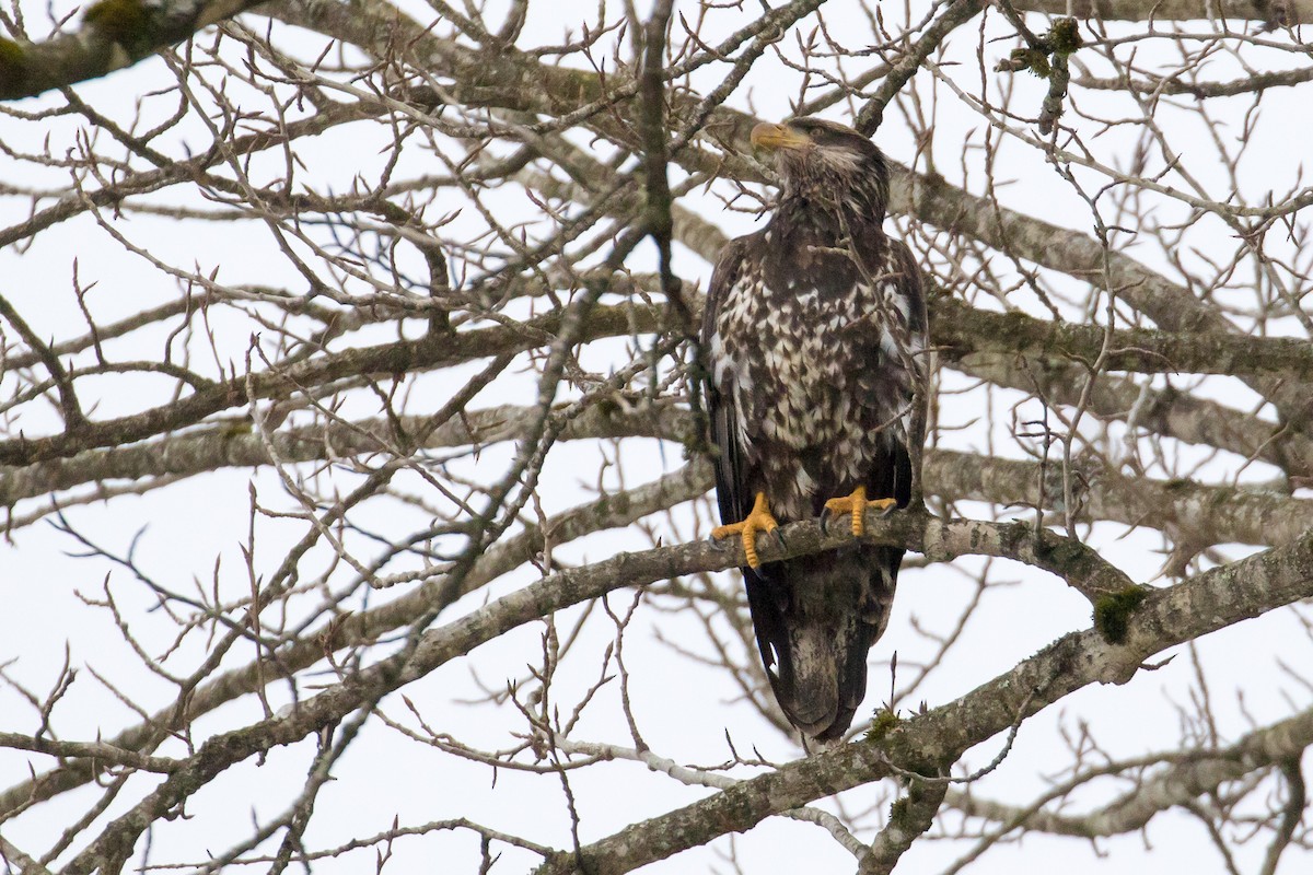 Bald Eagle - John Reynolds