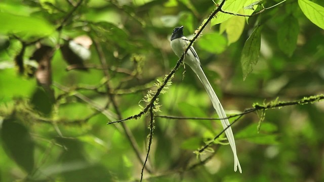 ブライスサンコウチョウ - ML479999