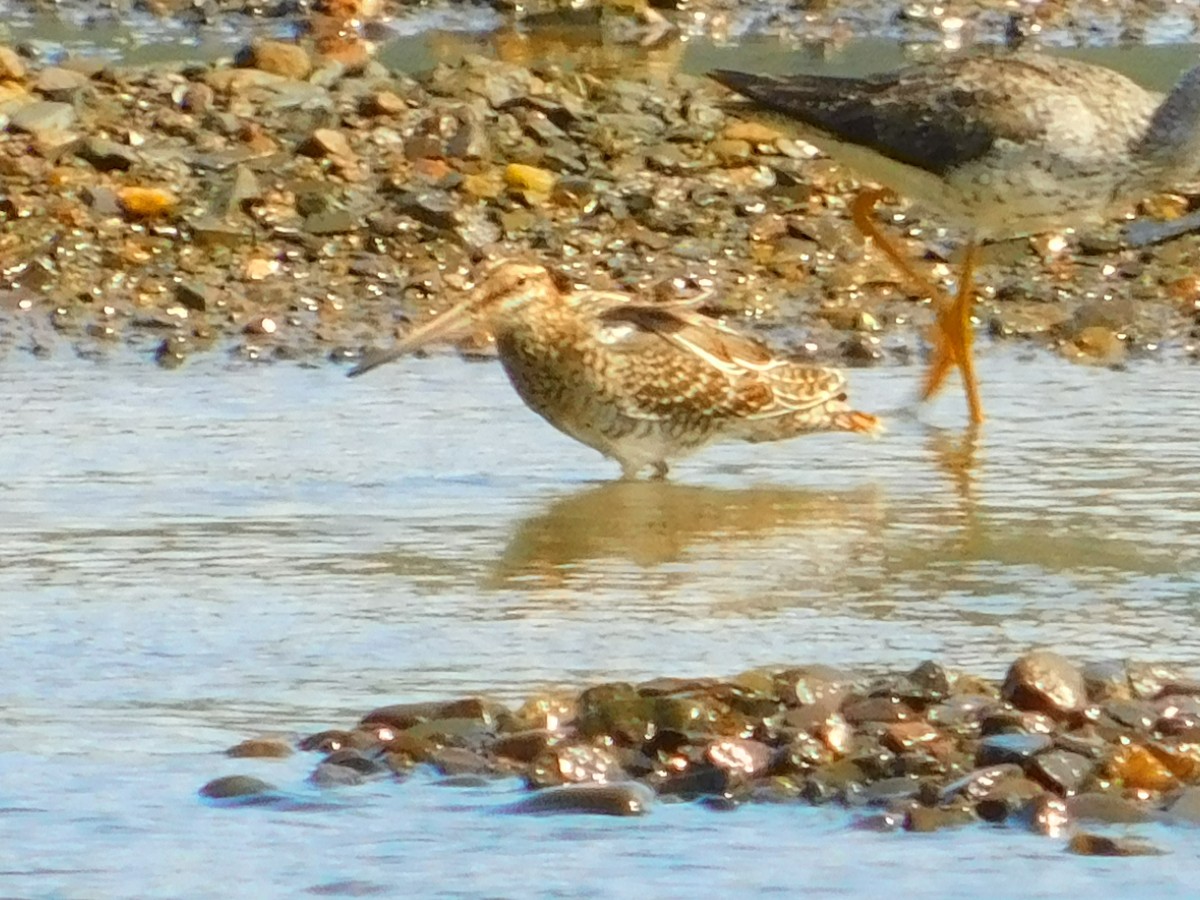 Wilson's Snipe - ML479999631