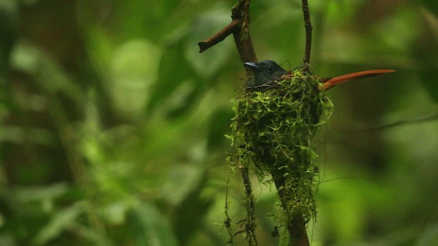 ブライスサンコウチョウ - ML480000