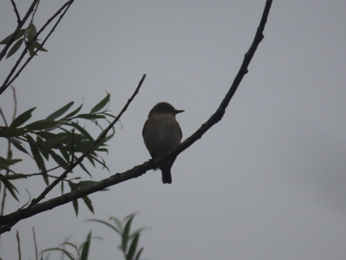 Spotted Flycatcher - ML480000941