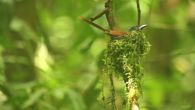 Blyth's Paradise-Flycatcher - ML480001