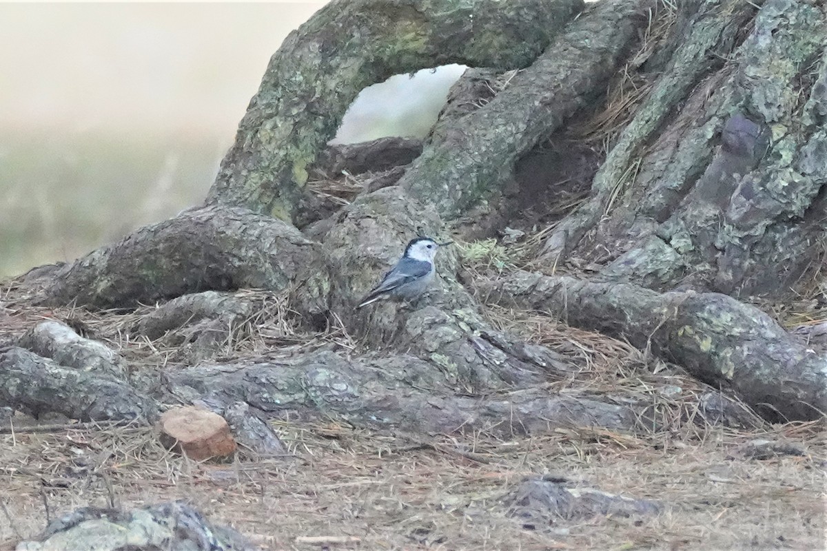 White-breasted Nuthatch - ML480001311