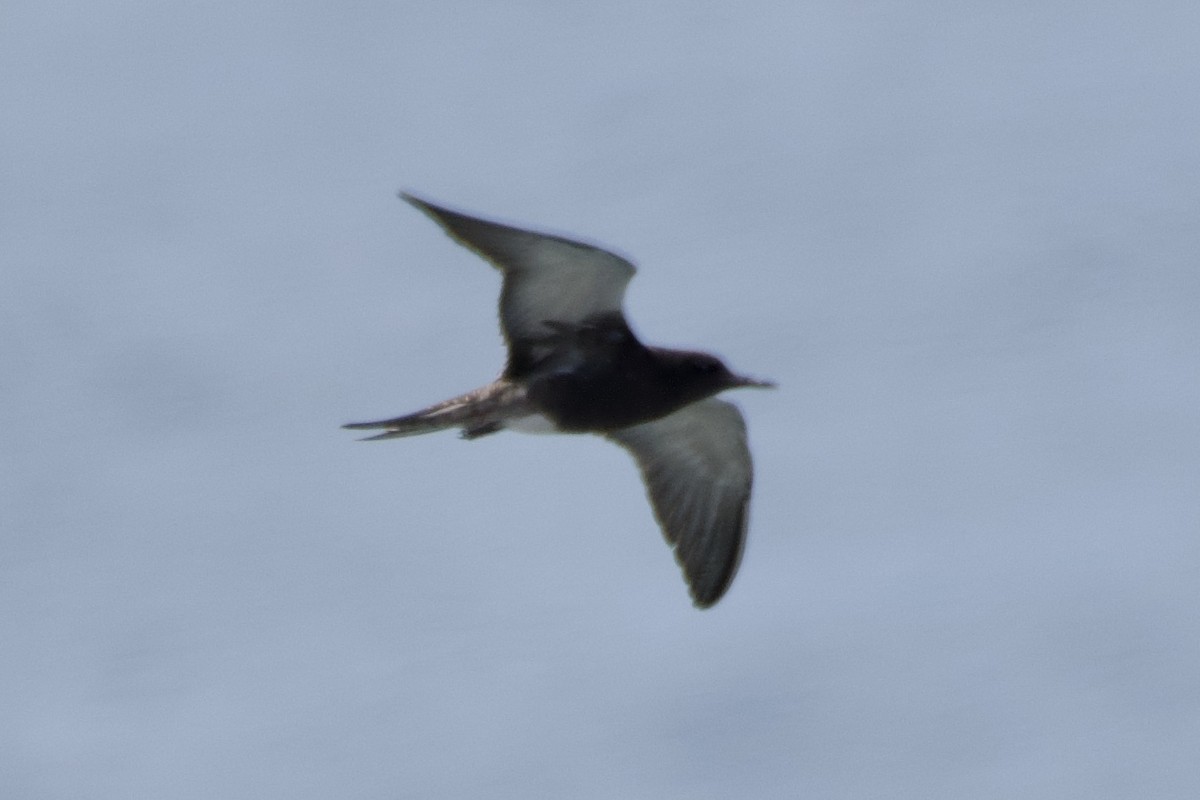 Sooty Tern - ML480002641