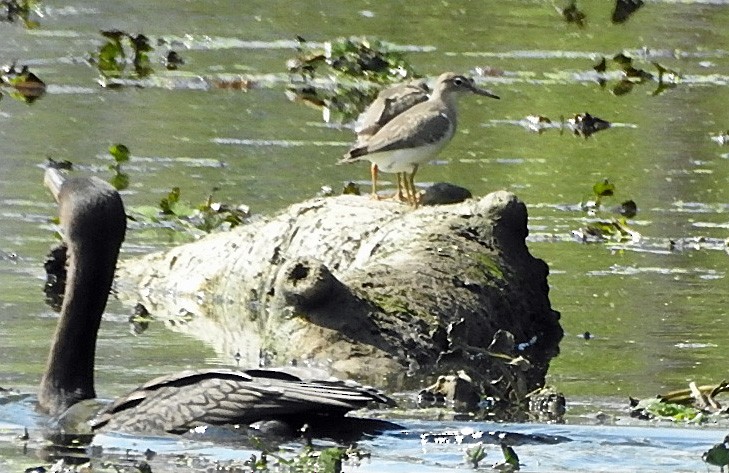 Spotted Sandpiper - ML480003171