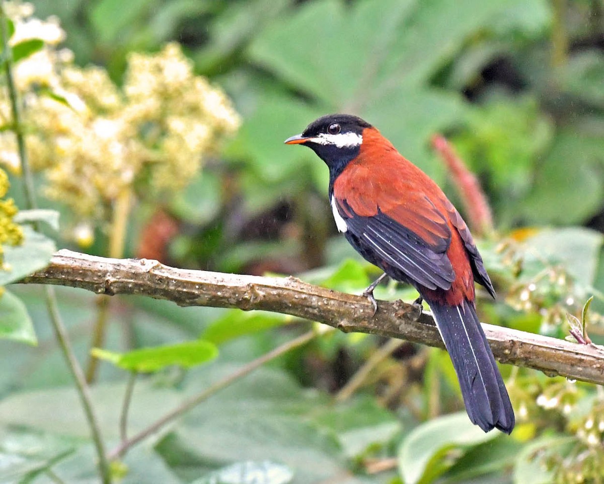 White-eared Solitaire - Tini & Jacob Wijpkema