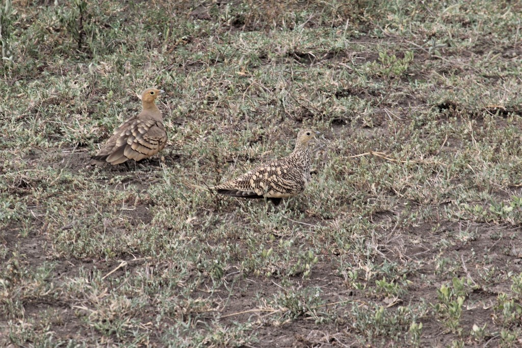 Chestnut-bellied Sandgrouse - ML480005151