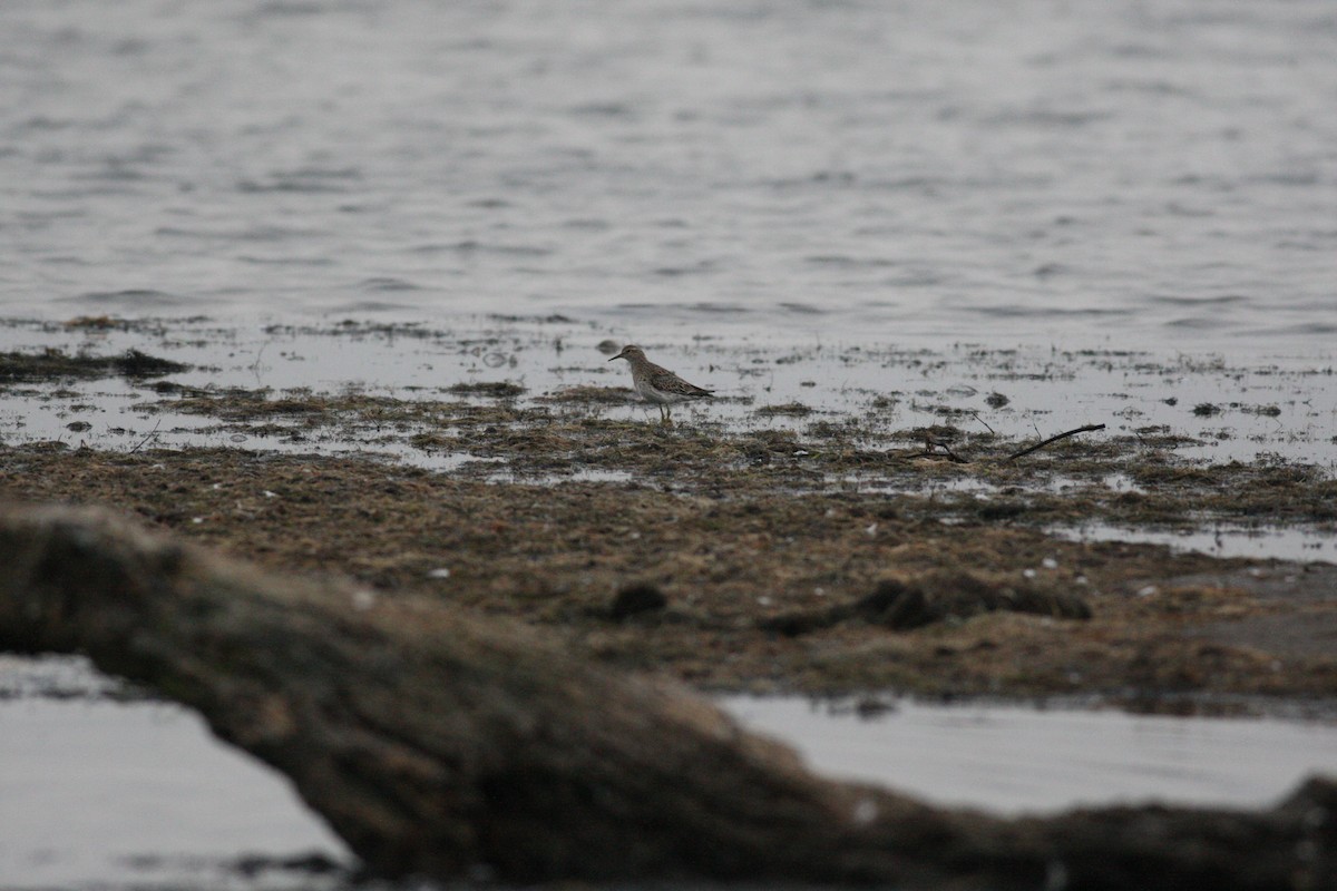 jespák klínoocasý - ML48000601