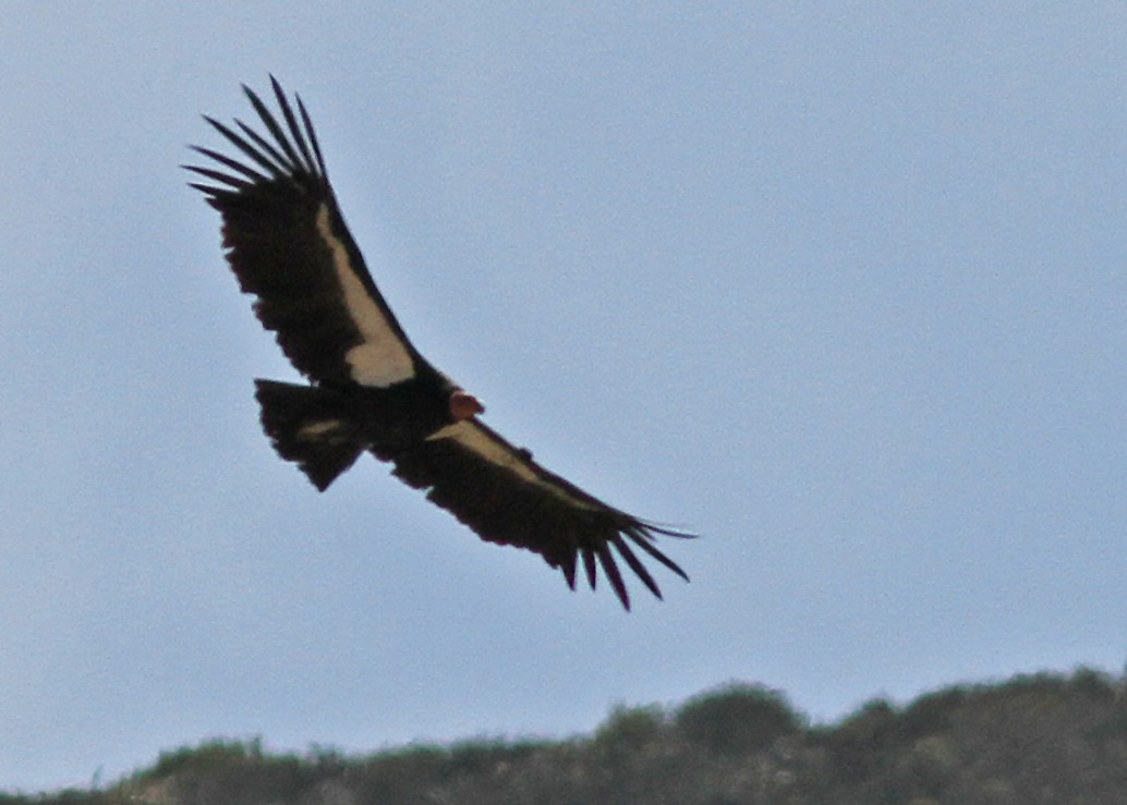 Condor de Californie - ML480006691