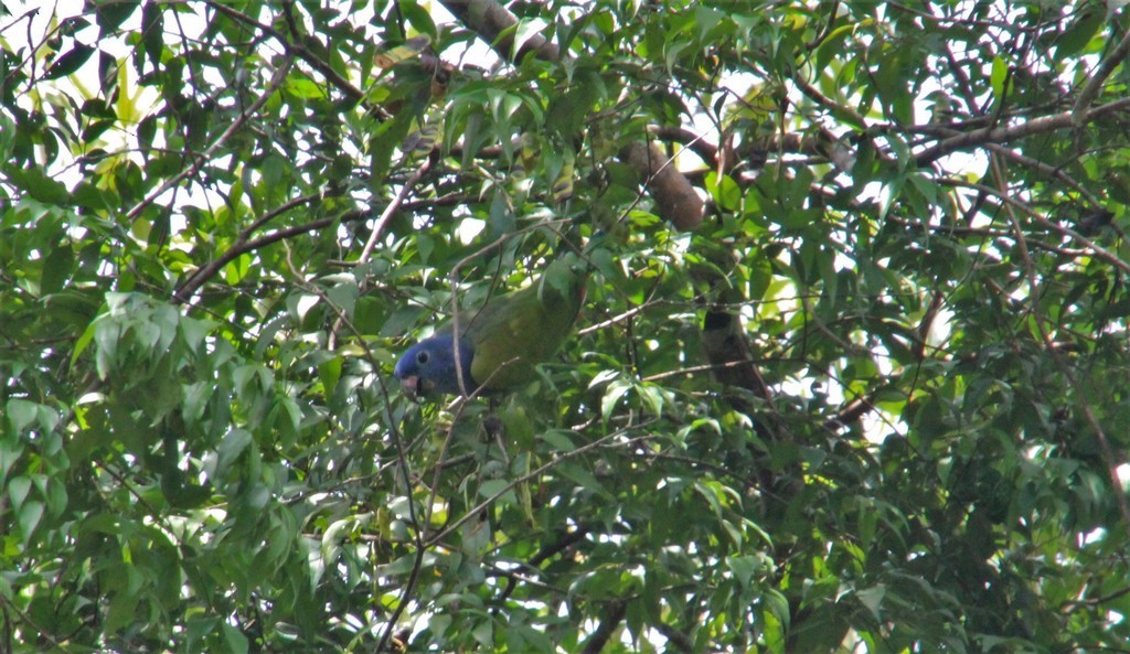 Blue-headed Parrot - ML480006791