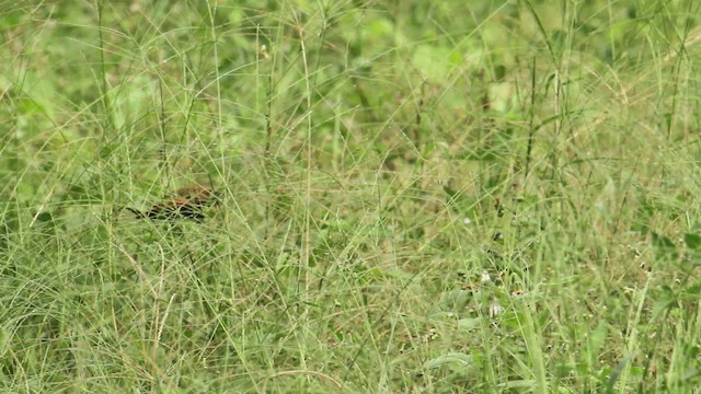 Chestnut Munia - ML480007