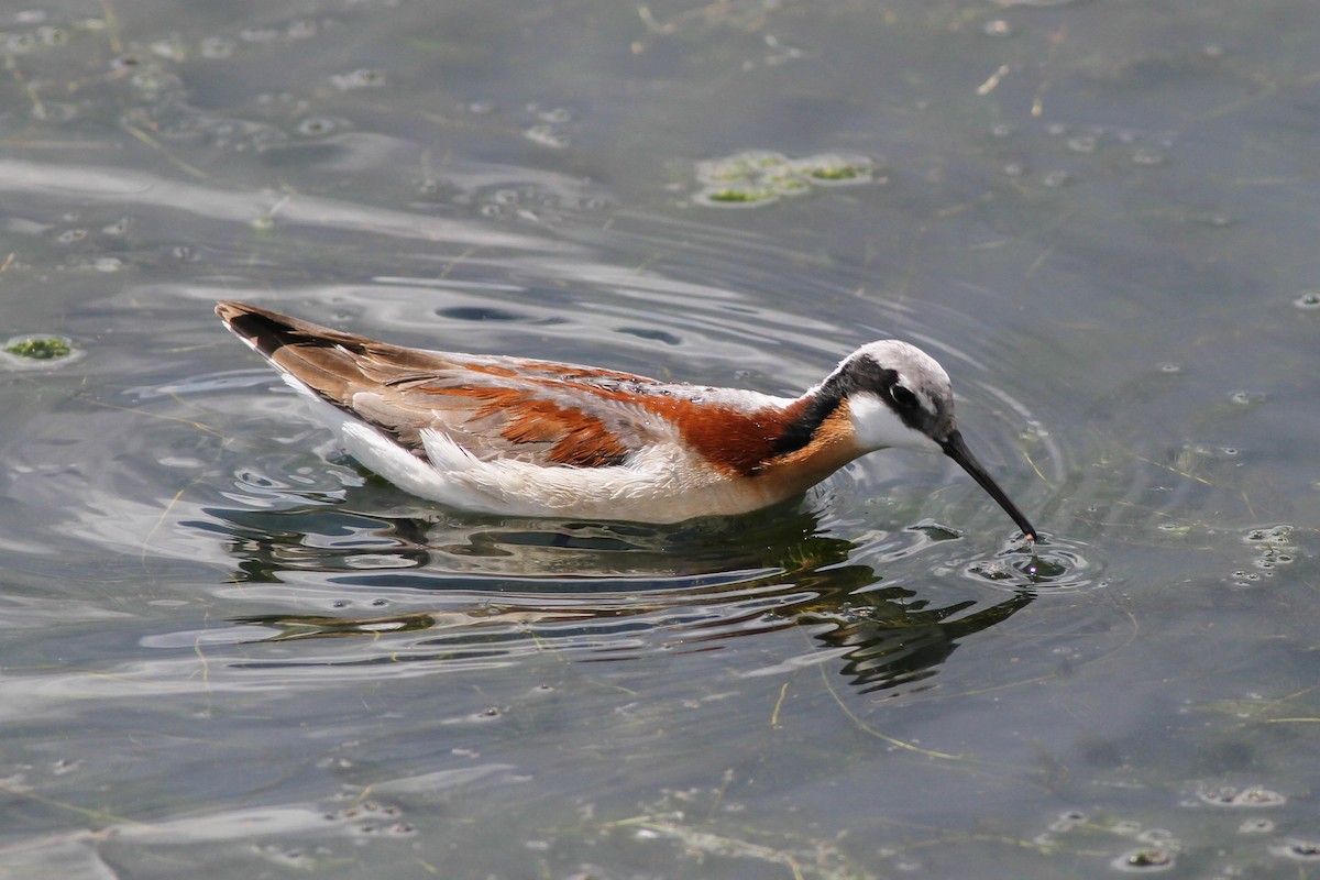 Falaropo Tricolor - ML480007371