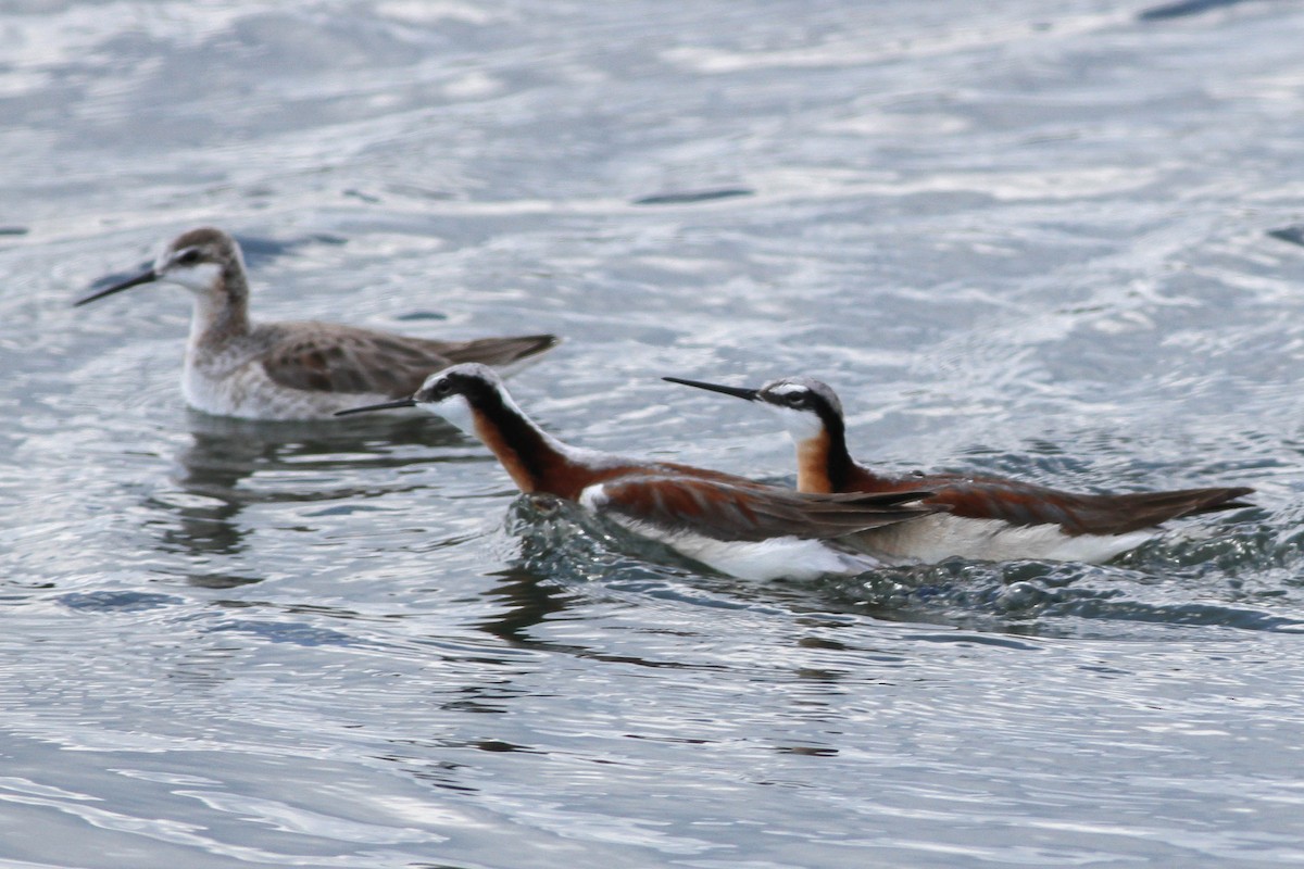 hvithalesvømmesnipe - ML480007391