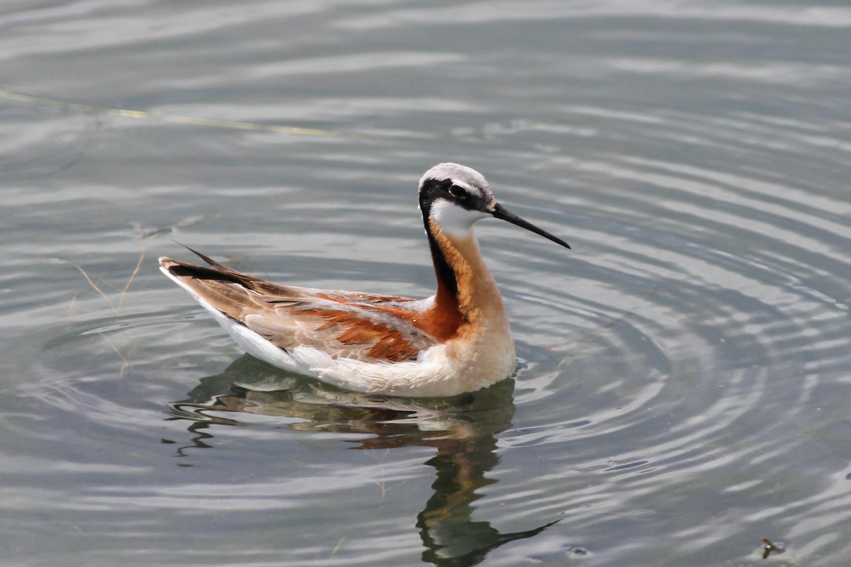 Wilson's Phalarope - ML480007401