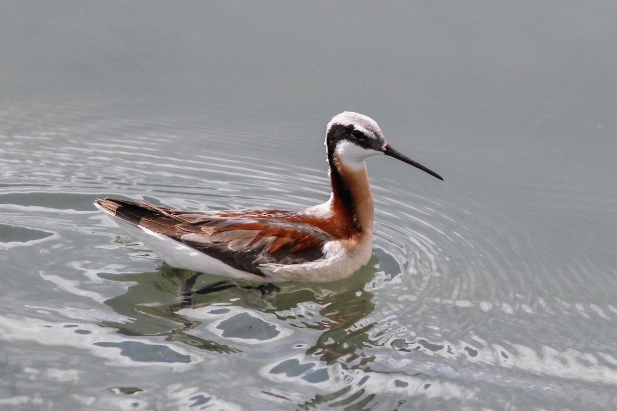 Wilson's Phalarope - ML480007431