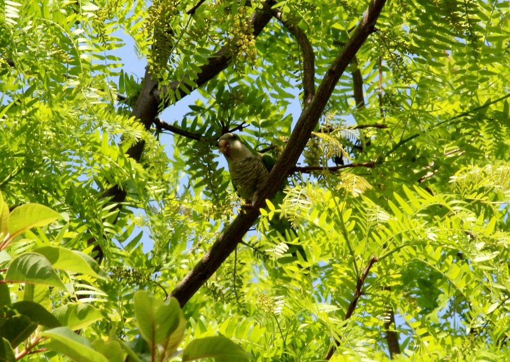 Monk Parakeet - ML480007581