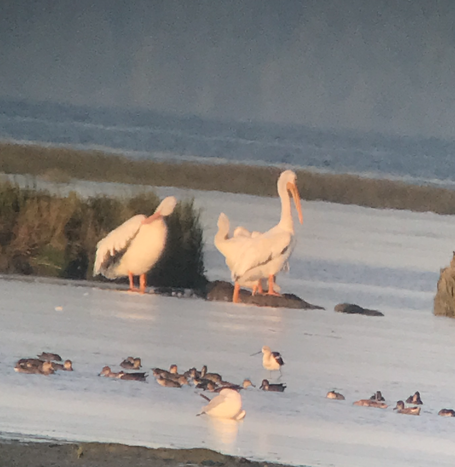 American Avocet - ML480007701