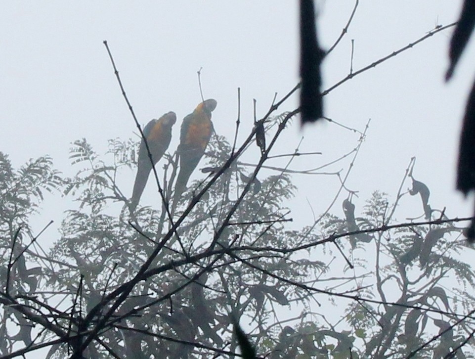 Guacamayo Azuliamarillo - ML480008141