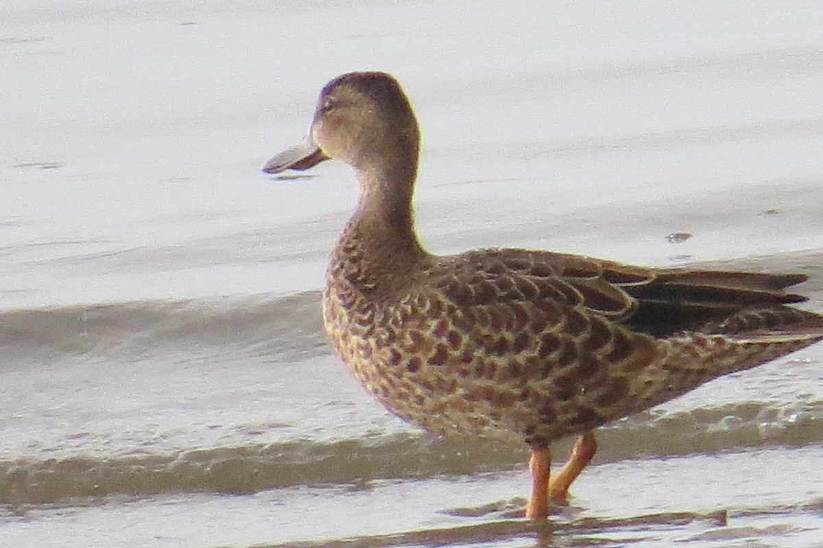 Blue-winged Teal - ML480008511