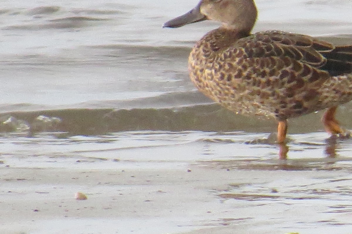 Blue-winged Teal - ML480008521