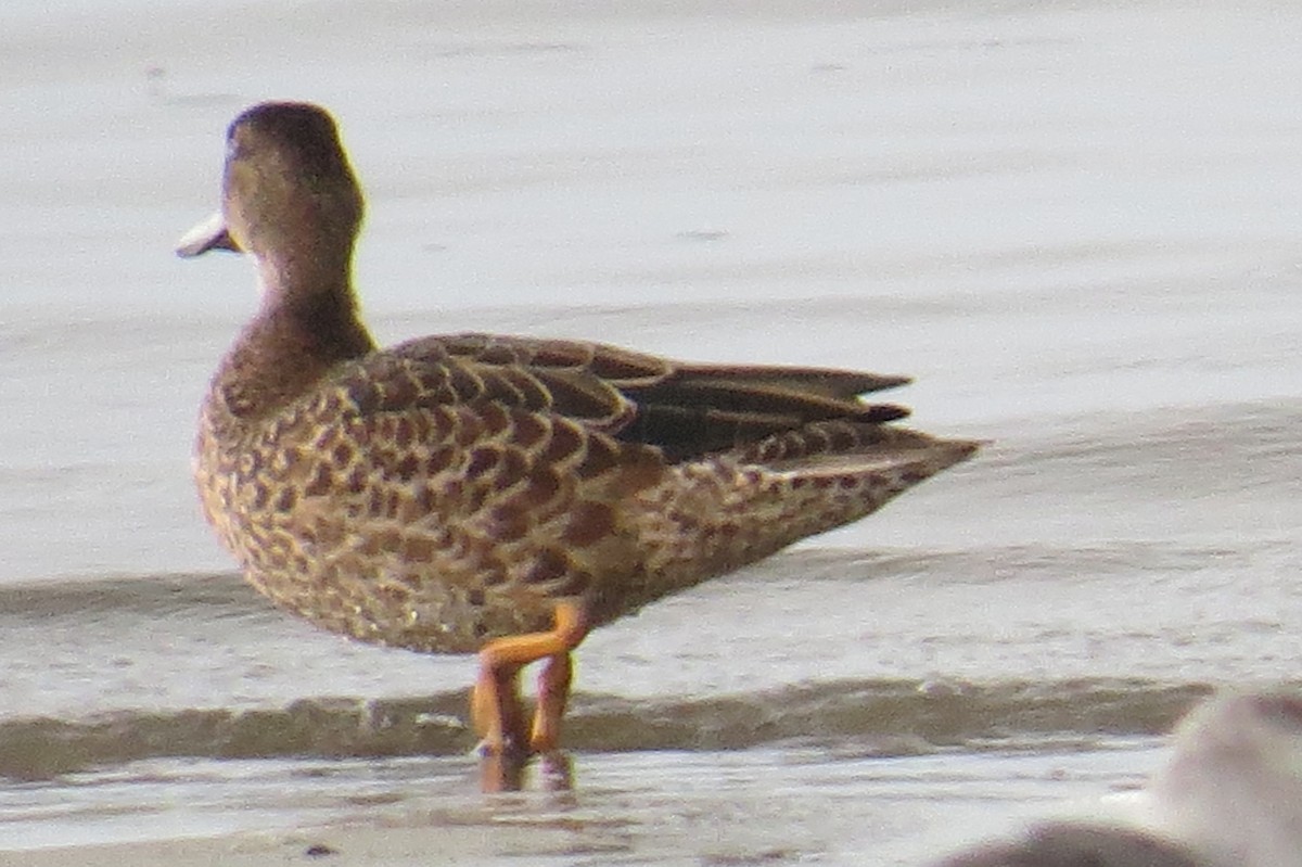 Blue-winged Teal - ML480008571