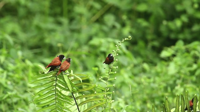 Chestnut Munia - ML480009