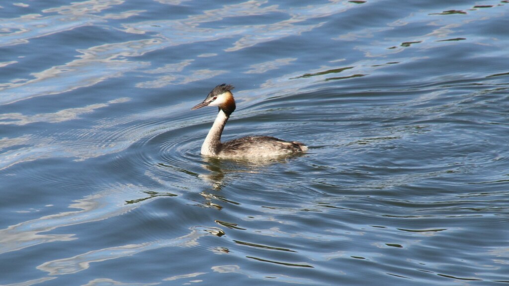 Great Crested Grebe - ML480009021