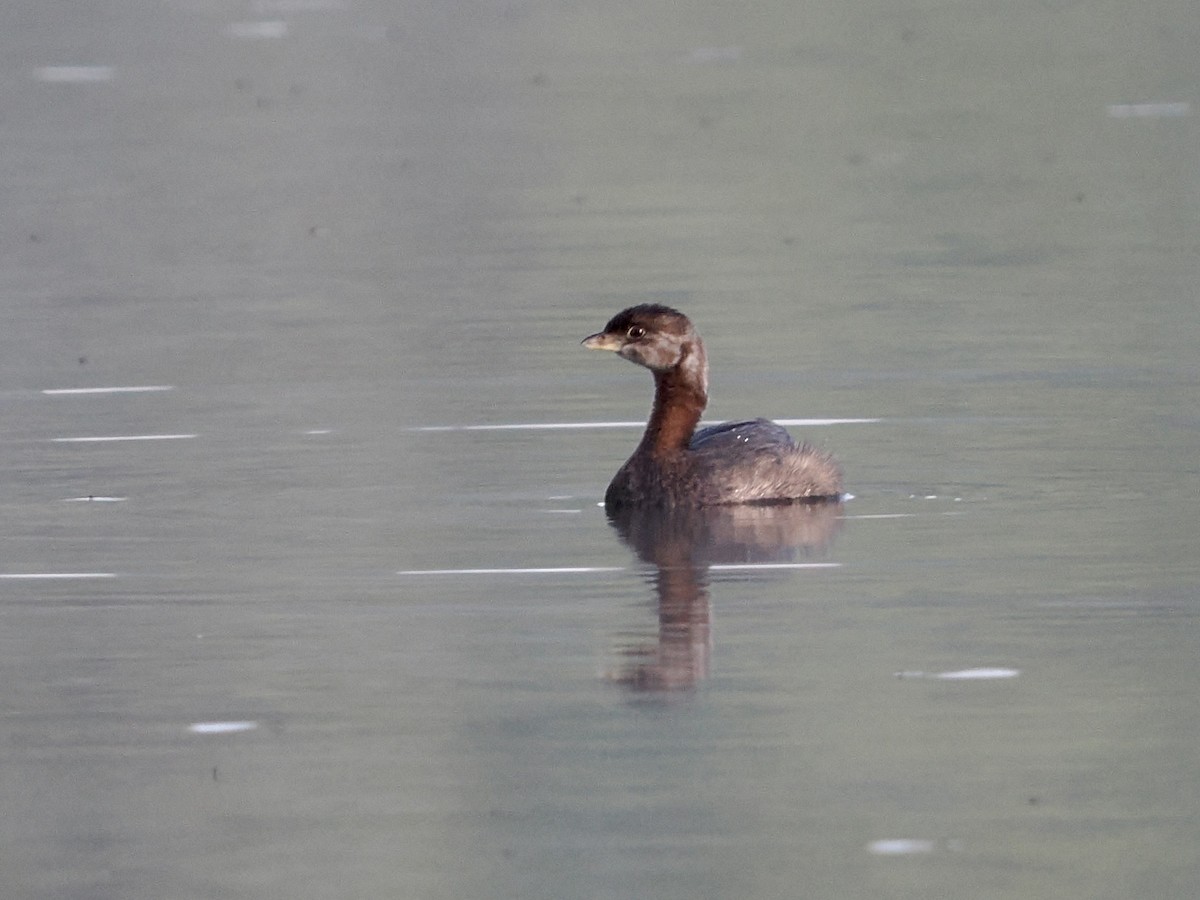 Pied-billed Grebe - ML480009361