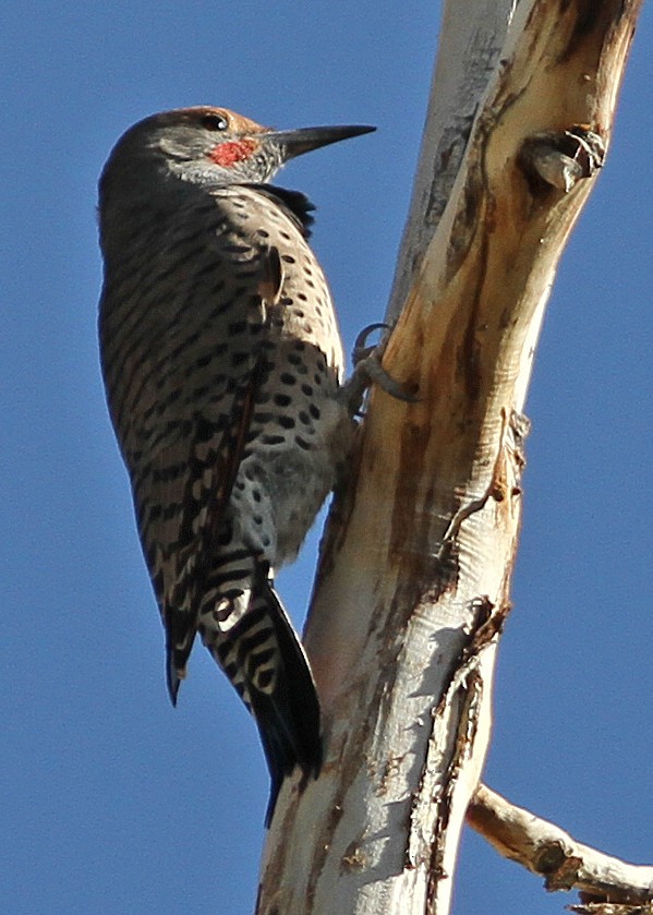 Northern Flicker (Red-shafted) - ML480009941