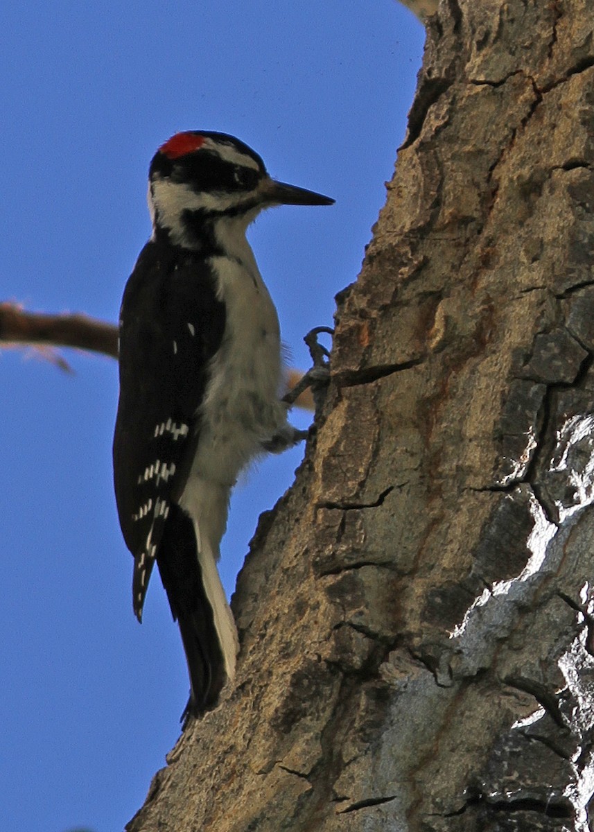 Hairy Woodpecker - ML480009951