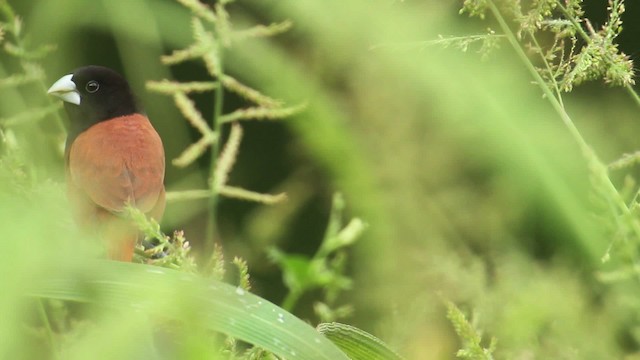 Chestnut Munia - ML480010