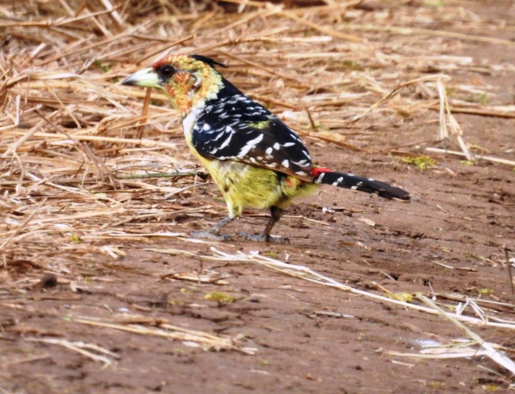 Crested Barbet - ML480010321