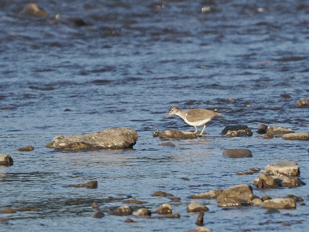 Spotted Sandpiper - ML480010371