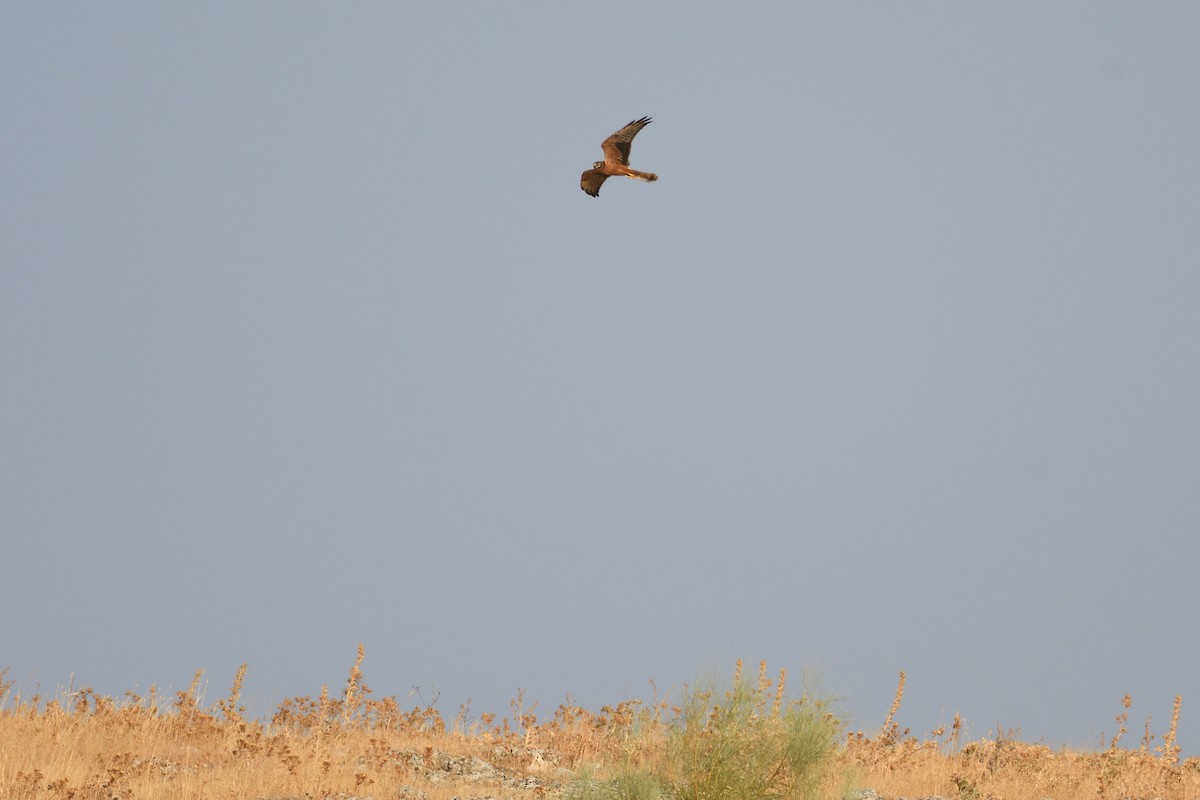 Montagu's Harrier - Santiago Caballero Carrera