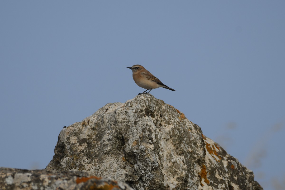 Western Black-eared Wheatear - Santiago Caballero Carrera