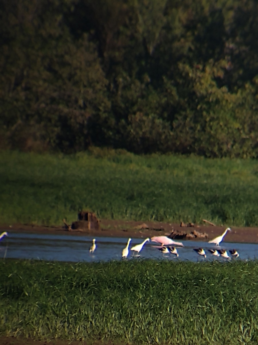 American Avocet - ML480012351