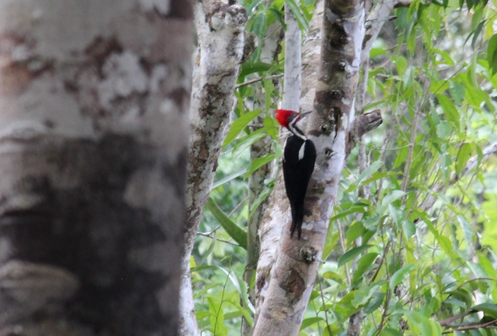 Lineated Woodpecker - ML480013681