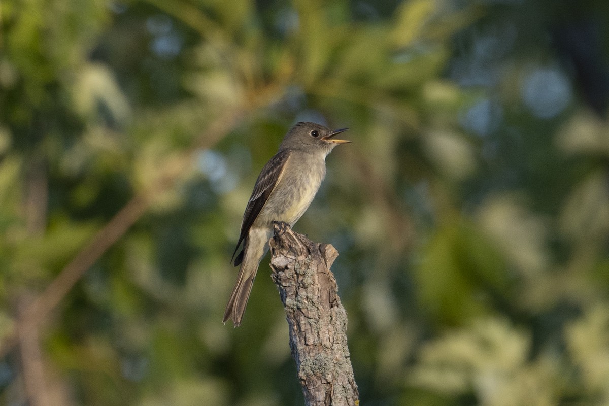 Eastern Wood-Pewee - ML480013711