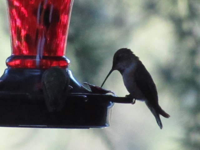 Colibrí Rufo - ML480014281