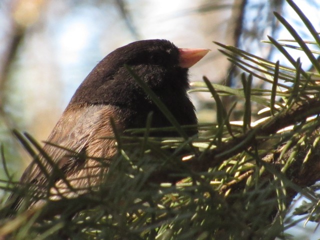 Junco Ojioscuro - ML480014551