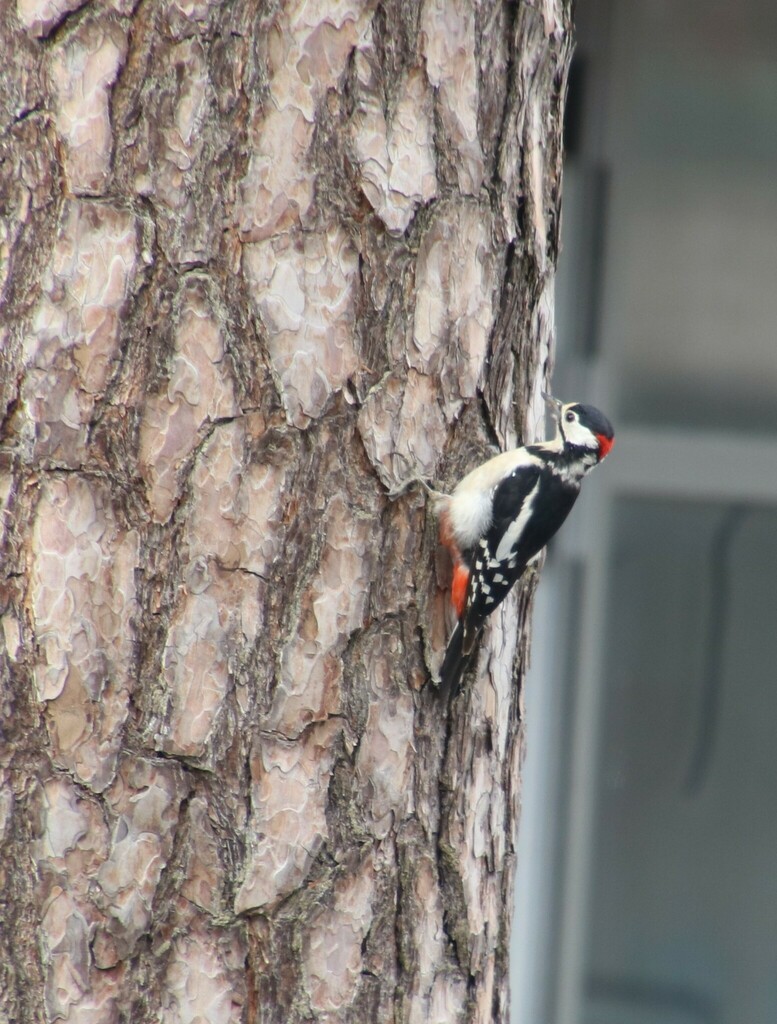 Great Spotted Woodpecker - ML480014911