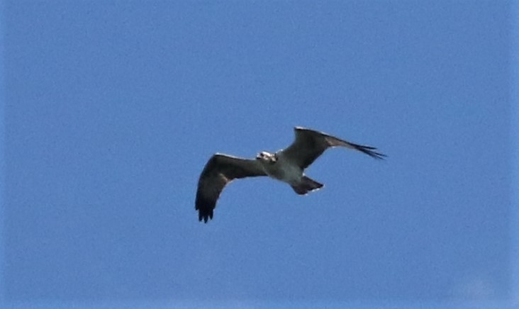 Águila Pescadora - ML480015171