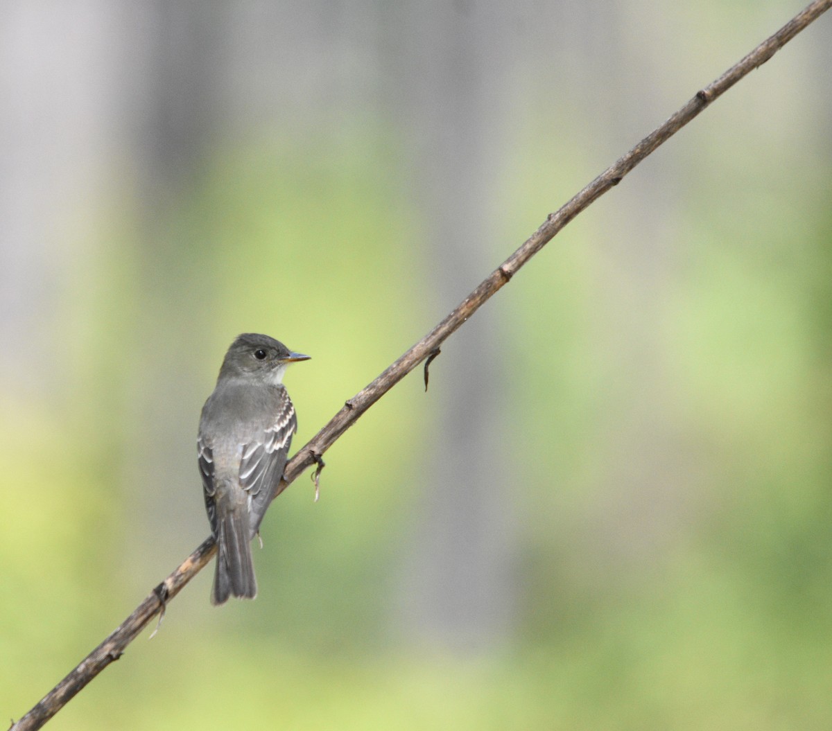 Eastern Wood-Pewee - ML480015631