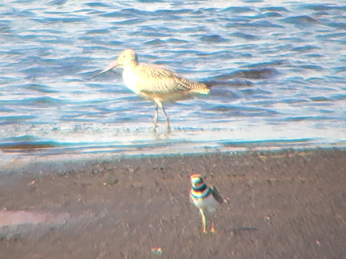 Marbled Godwit - ML480015651