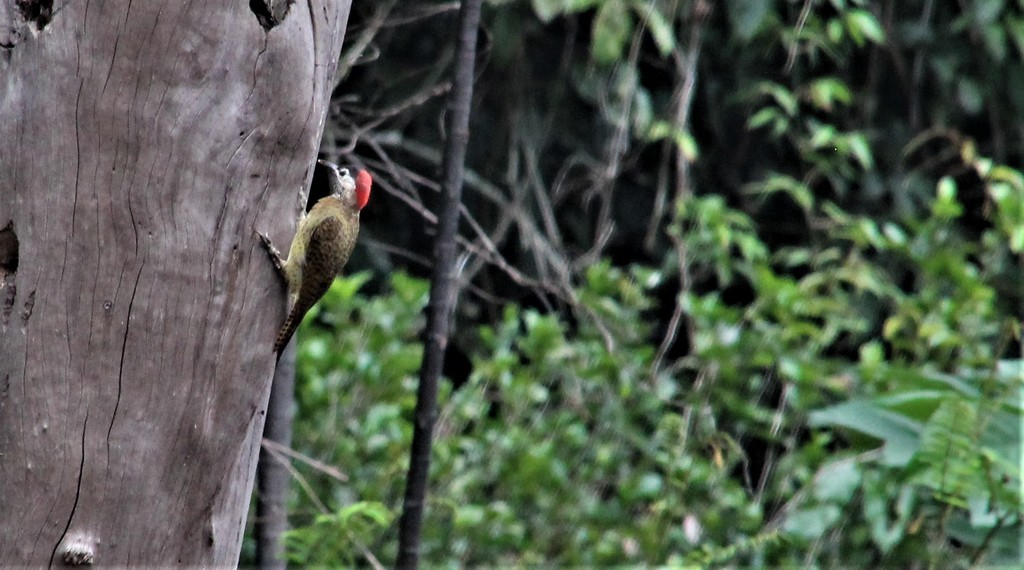 Spot-breasted Woodpecker - ML480015781