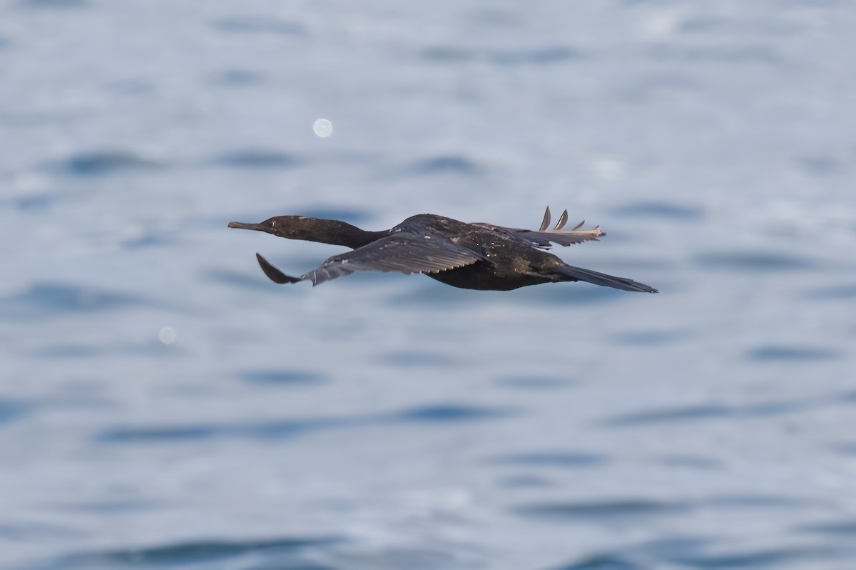 Pelagic Cormorant - Steve Kelling