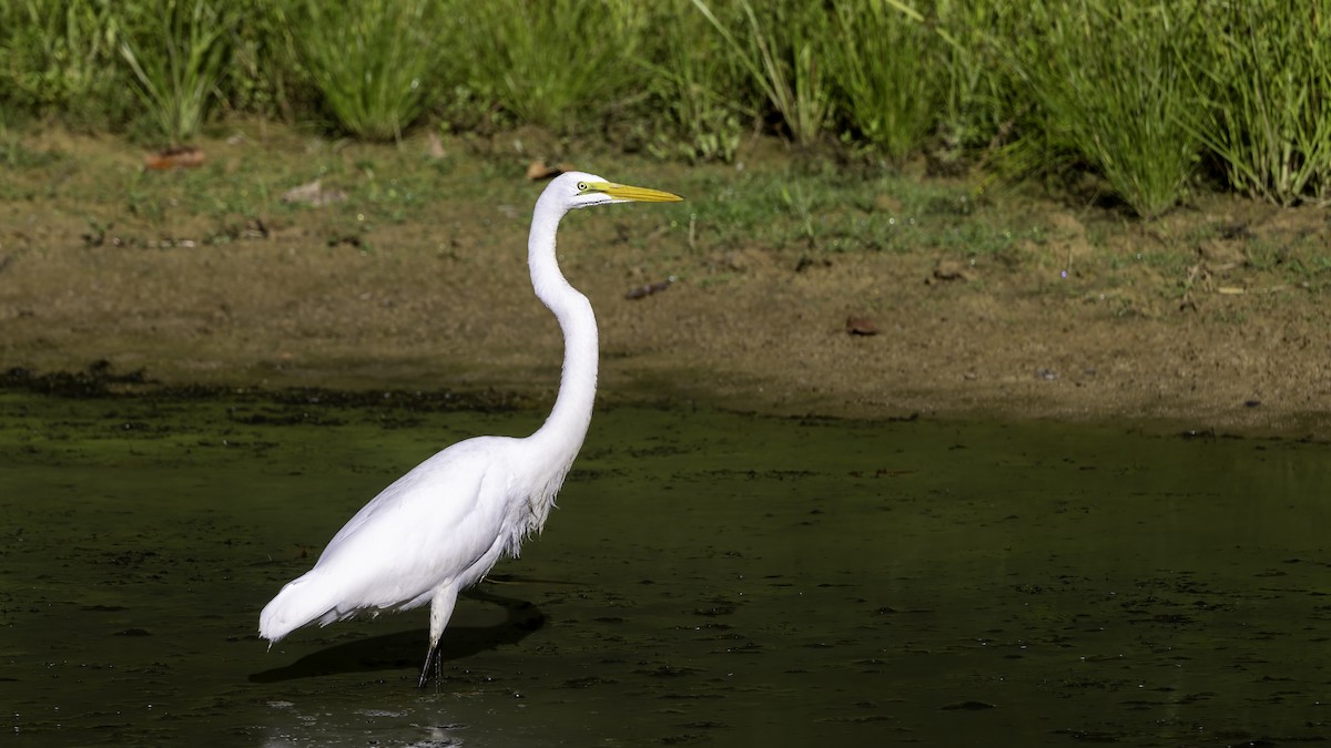 Great Egret - ML480016441