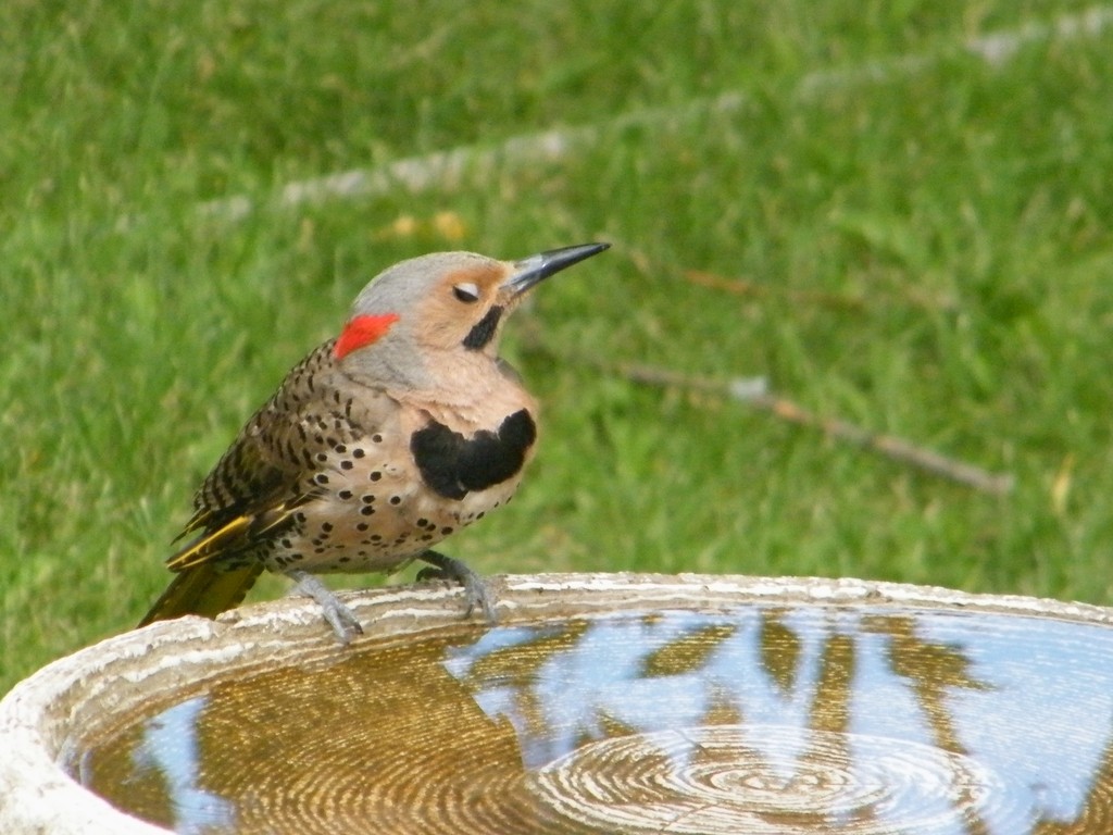 Northern Flicker - ML480016471